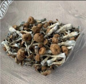 Buy magic mushrooms in sheffield