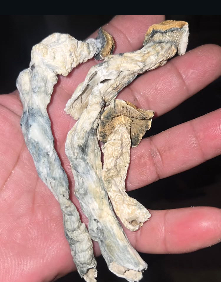 Buy magic mushroom in Birmingham