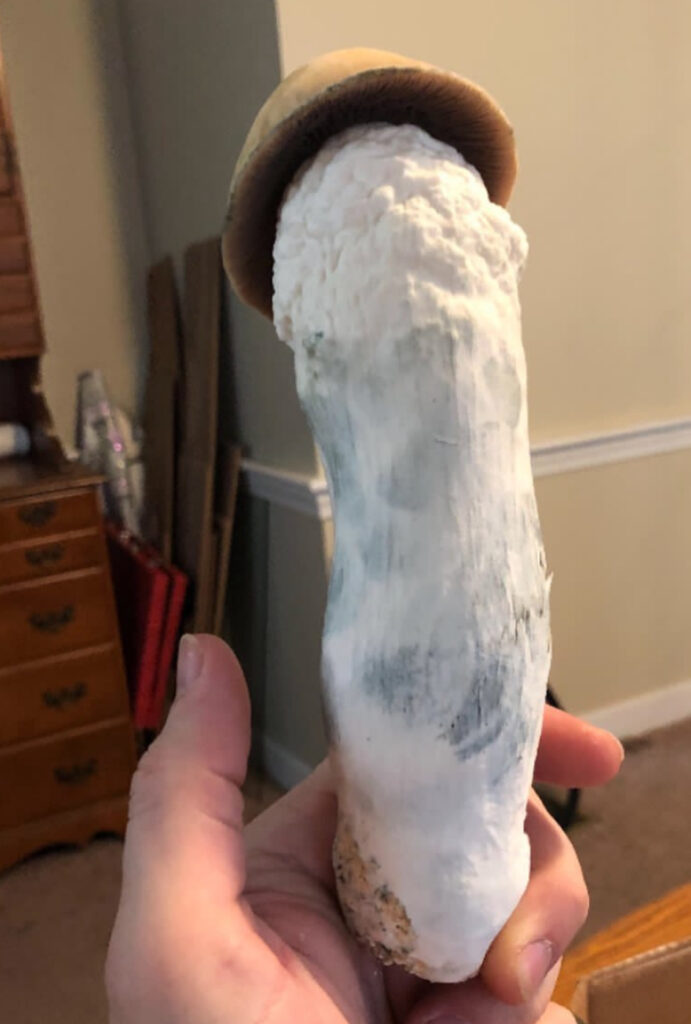 buy magic mushroom in manchester