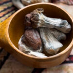 Best Trinity Magic Mushroom.