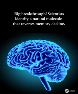 Potent orissa magic mushroom