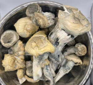 buy magic mushroom in liverpool