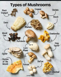 Potent orissa magic mushroom