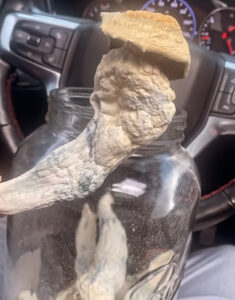 buy magic mushroom in edinburgh