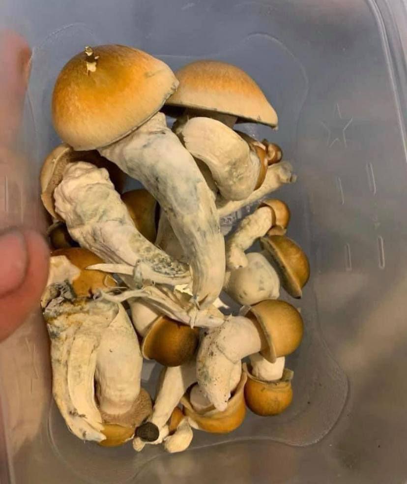 Delicious melmac penis envy mushrooms