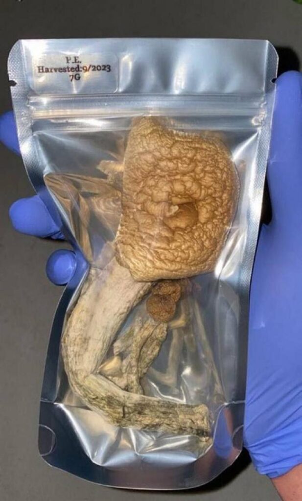 buy magic mushroom in bristol