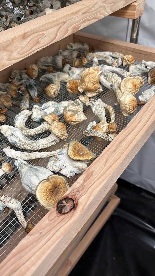 Best magic mushrooms
