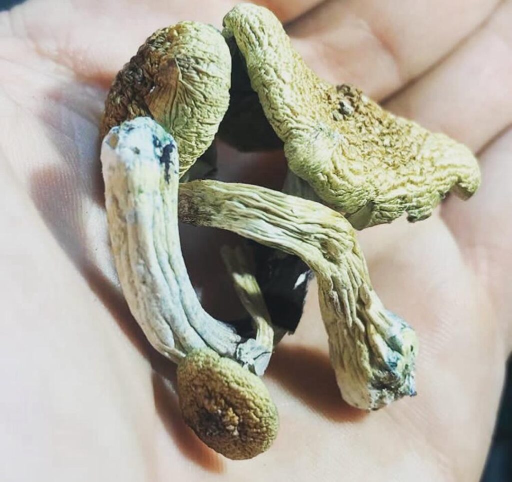 benefits of magic mushrooms